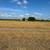 Oat Straw 2 thumbnail