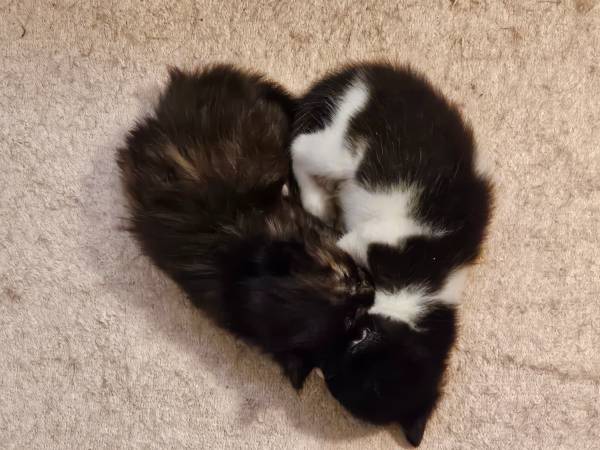Kittens need for ever home (Las Vegas)63860184627715121
