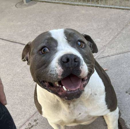 Petite, cute gray & white pit bull urgently needs home - dog friendly! (concord / pleasant hill / martinez)63941740180099121