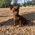 Brown puppy 2 thumbnail