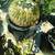 24 Inch Diameter Golden Barrel Cactus - Echinocactus grusonii 4 thumbnail