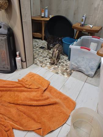 Cabra macho castrado enano nigeriano, criado con biberón, nació el 12 de abril de 2025 - $100 (Clifton)62969130273409123
