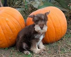 Mini schnauzer pups 1