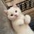 Scottish kittens 1 thumbnail