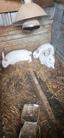Baby Rabbits 1