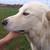 Great Pyrenees/Maremma 3 thumbnail