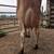 Jersey milk in cow 3 thumbnail