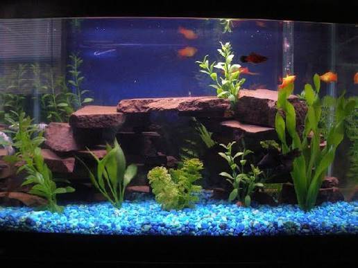 Gorgeous! 20 gallon fish tank aquarium with filter light and cover 1