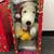 Snoopy, Charlie Brown soft plush Animated Figures Christmas 3 thumbnail