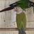 Green Cheek Conures 4 thumbnail
