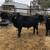 Young Black Angus/Brangus Bulls 6 thumbnail