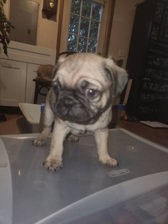 5 pugs pug 4 machos 1 hembra (Tacoma)64032525152258121