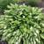REDUCED END OF SEASON HOSTAS -Varigated & Solid 3 thumbnail