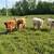 Mini Cattle /// Mini moos /// Miniature Cows 4 thumbnail