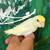 Parrotlet 2 thumbnail