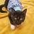 Polydactyl Tuxedo Kitten 5 thumbnail