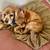 Pet sitting  in west Kendall 3 thumbnail