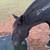 Black Mustang Gelding 12 thumbnail
