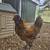 Rooster 3 thumbnail