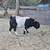 Boer cross goat kids (Nubian-Niger dam) 8 thumbnail