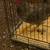 Beautiful Rooster for sale 2 thumbnail
