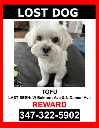 LOST PET - WHITE / MALTESE / MALE - $$ Reward $$ 1