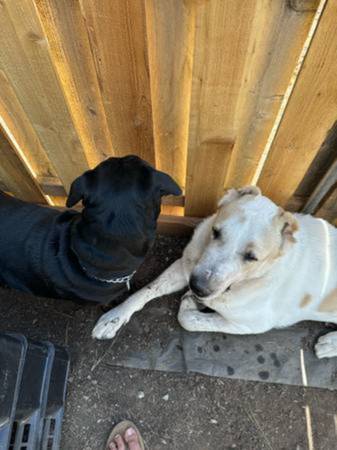 Rehoming Central Asian Shepherd (Portland) - GRATIS (Gresham)63616273509379124