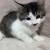 Gray kitty 4 thumbnail