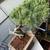 Shimpaku juniper bonsai tree 3 thumbnail