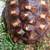 Tortoise sulcata 9 thumbnail