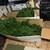 Christmas Tree 12 FT 4 thumbnail