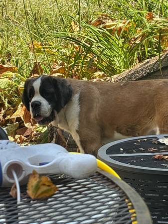 Saint bernard free 1