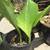 MEDICINE TURMERIC Plants.(Cu Nghe) in 5 Gallon Pot 3 thumbnail