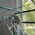 Parrot- Indian Ringneck 1 thumbnail