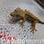 Crested Geckos 1 thumbnail