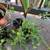 🪴🌱🎍Plants🌲🌵🌿 9 thumbnail