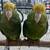Baby Amazon yellow heads 4 thumbnail