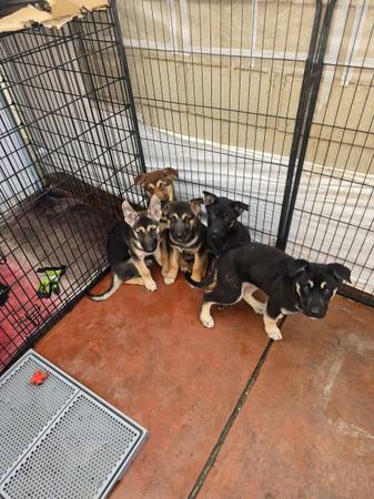 German shepherd puppy 12 weeks 1