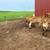 steers 12 thumbnail