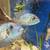 Proven breeding pair!!! 2 thumbnail
