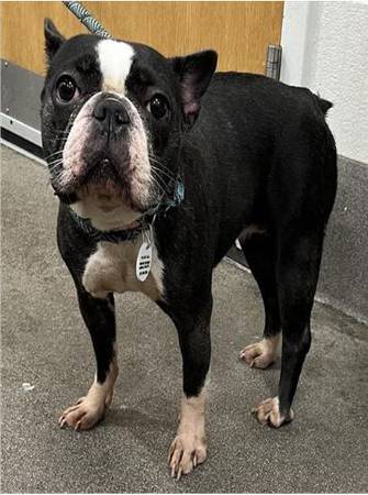 Boston Terrier 1