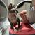 Hairless cat 1 thumbnail