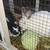 Rabbits 5 thumbnail