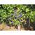 Zinfandel grapes, priced per lb. 2 thumbnail