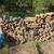 Firewood Delivered or Pickup - FREE or DISCOUNTED DELIVERY SALE !! 4 thumbnail