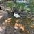 Call ducks 3 thumbnail