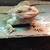 Bearded dragon 1 thumbnail