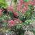 CRAPE MYRTLE--SUPER NICE IN BLOOM NOW 1 thumbnail