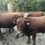 5 Red Angus Bulls 24 thumbnail