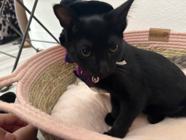 Rehoming kitten (North Las Vegas)63871910742273120